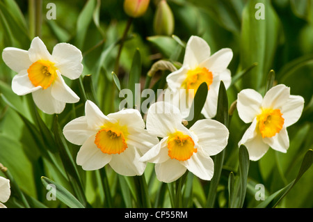 Aus nächster Nähe sehen Sie fünf weiße und gelbe Narzissen, die in einem üppig grünen Garten unter hellem Tageslicht blühen. Stockfoto