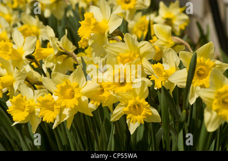 Eine lebhafte Ansammlung von gelben Trompeten Narzissen blüht in einem sonnigen Frühlingsgarten mit hellem Tageslicht. Stockfoto