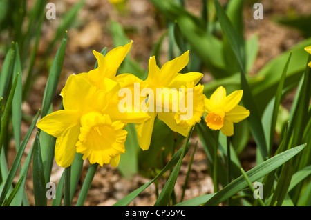 Nahaufnahme von vier gelben Cyclamineus Narzissen, die in einem sonnigen Garten mit lebhaftem grünem Laub und natürlichem Sonnenlicht blühen. Stockfoto