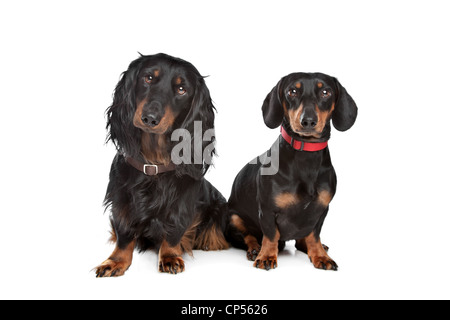 langhaarige und glatt Dackel vor einem weißen Hintergrund Stockfoto