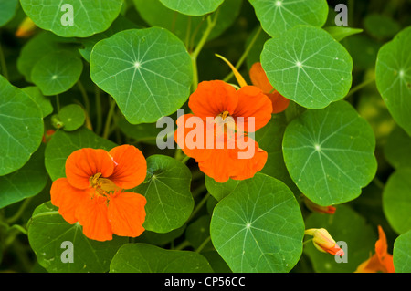 Orangenblüten von Garden Nasturtium, indische Kresse, Mönchskresse, Tropaeolum majus, Tropaeolaceae. Leuchtende runde grüne Blätter in einer üppigen Gartenumgebung. Stockfoto