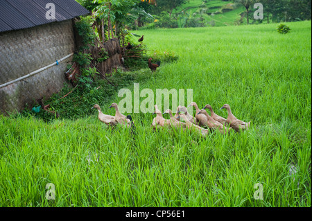 Enten in Bali sind sehr nützlich für Düngung und Schädlingsbekämpfung. Damit für das perfekte Ökosystem. Stockfoto