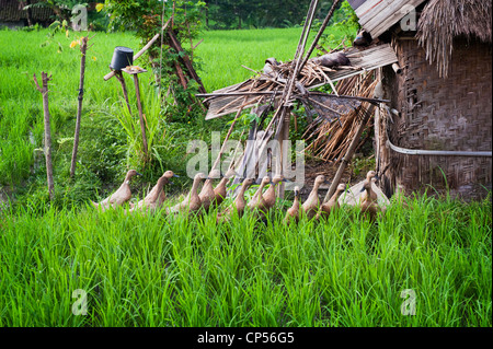 Enten in Bali sind sehr nützlich für Düngung und Schädlingsbekämpfung. Damit für das perfekte Ökosystem. Stockfoto