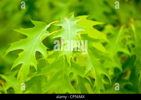 Leuchtend grüne Blätter von Pin Oak (Quercus palustris) im Osten der Vereinigten Staaten mit scharfen Lappen und natürlichem Sonnenlicht. Stockfoto