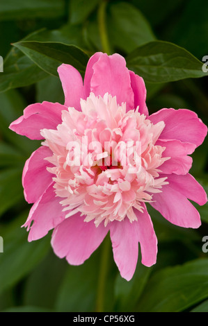 Nahaufnahme von oben auf eine einzelne rosa doppelte Pfingstrose Blume, die vor einem üppig grünen Laubhintergrund in einem Garten blüht. Stockfoto