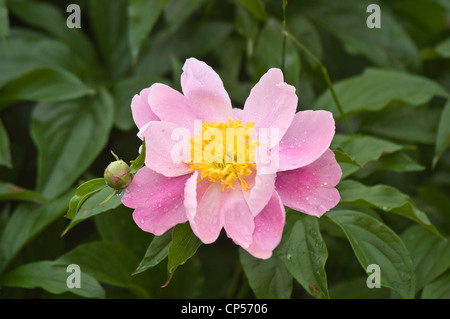 Oben zeigt eine einzelne rosafarbene und gelbe Pfingstrosenblüte mit Wassertropfen auf ihren Blütenblättern, die vor einem üppig grünen Laubgrund in einem Garten steht. Stockfoto