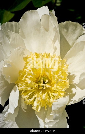 Nahaufnahme einer wunderschönen weißen gelben Pfingstrose, die in einem Garten blüht und zarte Blütenblätter und ein lebendiges gelbes Zentrum zeigt. Stockfoto