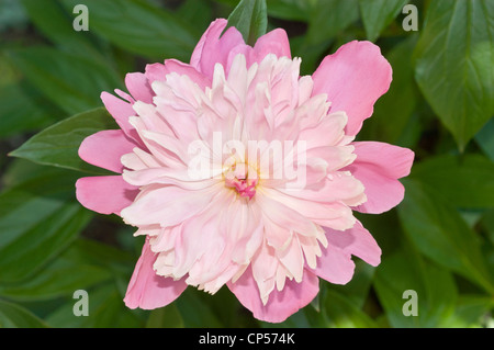 Nahaufnahme einer leuchtenden rosafarbenen Doppelpfingstrose in voller Blüte, die ihre mehrschichtigen Blütenblätter und die helle Mitte vor einem Hintergrund von üppig grünen Blättern zeigt. Stockfoto