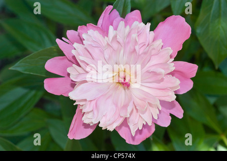 Nahaufnahme einer leuchtenden rosafarbenen Doppelpfingstrose in voller Blüte vor dem Hintergrund grüner Blätter bei natürlichem Tageslicht. Stockfoto