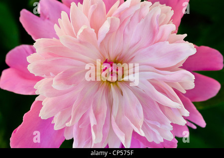 Nahaufnahme einer leuchtenden rosafarbenen Doppelpfingstrose-Blüte mit mehrschichtigen, gerafften Blütenblättern in weichem natürlichem Licht. Stockfoto