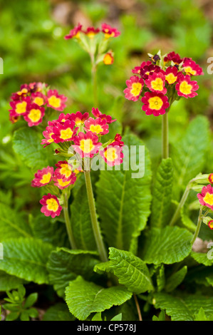 Nahaufnahme leuchtender roter und gelber Primula-Blüten, die inmitten grüner strukturierter Blätter in einem Garten mit weichem Bokeh-Hintergrund blühen. Stockfoto