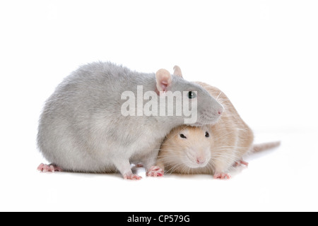 zwei Ratten vor einem weißen Hintergrund Stockfoto