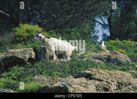 Toscana-Elba-Käfig und Ziege Port zu Hause blau Stockfoto