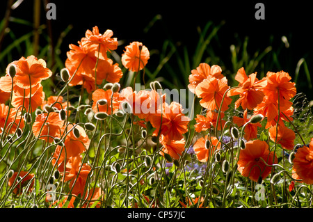 Leuchtend orange Mais-Mohn (Papaver Rhoeas) Blüten und Knospen, beleuchtet von hellem Sonnenlicht in einem Sommergarten vor dunklem Hintergrund. Stockfoto