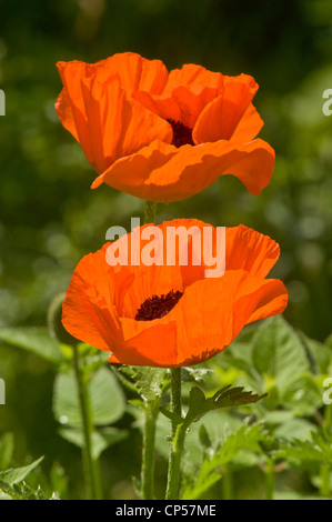 Zwei leuchtend rote Blüten und Knospen von Corn Poppy, Papaver Rhoeas, gefangen in einem sonnigen Garten. Stockfoto