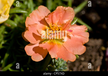 Pfirsichmoosrosen Purslane Blume (Portulaca grandiflora), Familie der Portulacaceae, blühend in einem Garten. Stockfoto