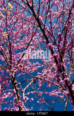 Leuchtende rosa und violette Blüten eines Eastern Red Bud Baums (Cercis canadensis), der vor einem klaren, tiefblauen Himmel im Osten der Vereinigten Staaten blüht. Stockfoto