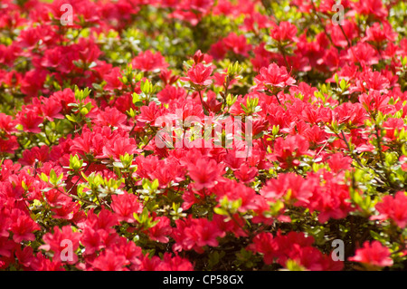 Leuchtend rote Blumen von Azalea (Rhododendron) blühen in einem dichten Gartenbüschen unter hellem Sonnenlicht. Stockfoto