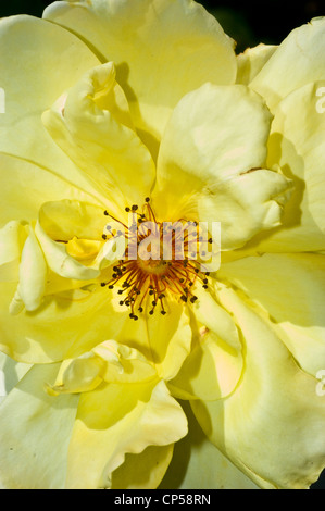 Nahaufnahme einer leuchtenden gelben Wildrosenblüte bei hellem natürlichem Sonnenlicht mit detaillierten Blütenblättern und Staubblättern in der Mitte. Stockfoto
