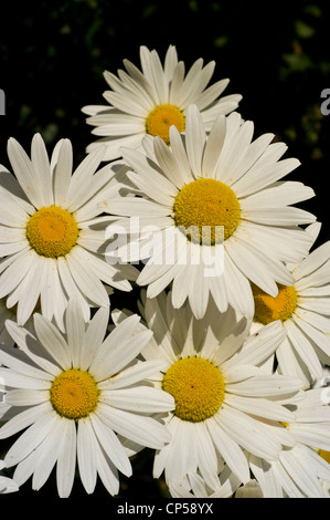 Nahaufnahme vieler weißer Shasta-Gänseblümchen (Leucanthemum x superbum) mit hellgelben Mittelpunkten vor einem dunklen, schattigen Hintergrund. Stockfoto