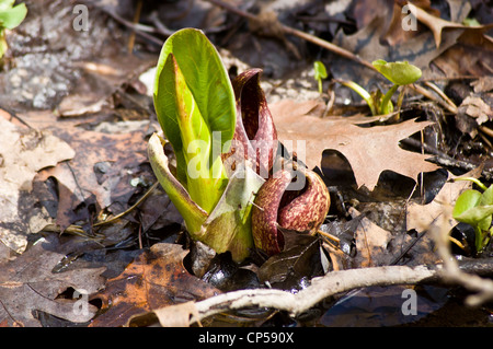 Ostskunk-Kohl (Symplocarpus foetidus) grünes Laub und melierte Spathes, die aus feuchten Waldböden im Osten der Vereinigten Staaten entstehen. Stockfoto