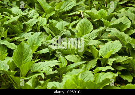 Laub der östlichen Skunk Cabbage, Symplocarpus Foetidus, Osten der Vereinigten Staaten Stockfoto