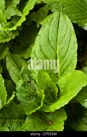 Laub der östlichen Skunk Cabbage, Symplocarpus Foetidus, Osten der Vereinigten Staaten Stockfoto