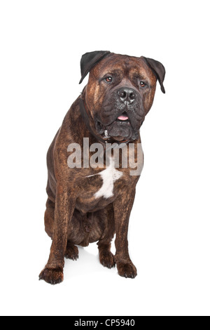 gestromte Bullmastiff vor einem weißen Hintergrund Stockfoto