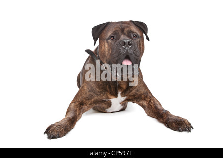 gestromte Bullmastiff vor einem weißen Hintergrund Stockfoto