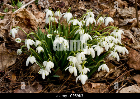 Gruppe von gemeinsamen Schneeglöckchen, Galanthus Nivalis wächst auf dem Rasen im Frühjahr Stockfoto