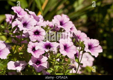 Nahaufnahme einer lebhaften Gruppe von hellvioletten Surfinia petunia-Hybridblumen, die in einem sonnigen Garten mit einem unscharfen grünen Hintergrund blühen. Stockfoto