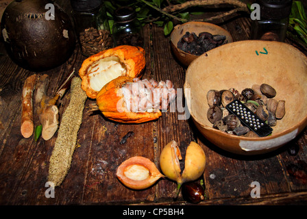 Kakaobohnen und Muskatnuss in Grenada Stockfoto