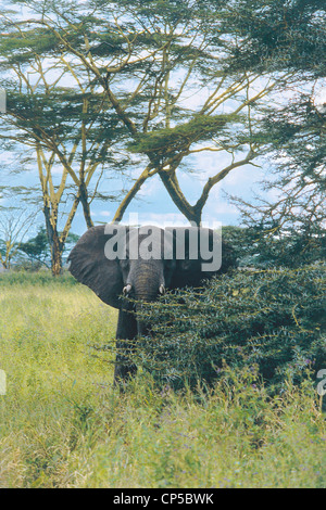 Zoologie - Proboscideans - Elefantidi - afrikanischer Elefant (Loxodonta Africana). Tansania, Serengeti Nationalpark. Stockfoto