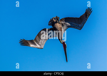 Tauchen braune Pelikan Stockfoto