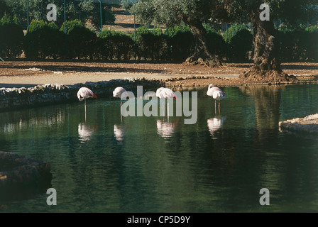 Zoologie - Vögel - Fenicotteriformi - rosa Flamingos (Phoenicopterus). Apulien, Fasano (Bari), Zoo Safari Fasanolandia. Stockfoto