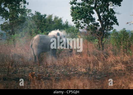 Zoologie - Elefantidi - Proboscideans - afrikanischer Elefant (Loxodonta Africana). Togo, Savannah Stockfoto