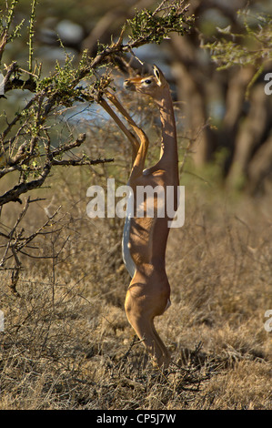 Gerenuk (oder Wallers Gazelle) (Litocranius Walleri) stehend auf Hinterbeinen durchsuchen Stockfoto