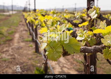 Frühling-Wachstum von kommerziellen Traube Weinberg in Zentral-Kalifornien, USA Stockfoto