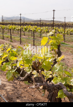 Frühling-Wachstum von kommerziellen Traube Weinberg in Zentral-Kalifornien, USA Stockfoto
