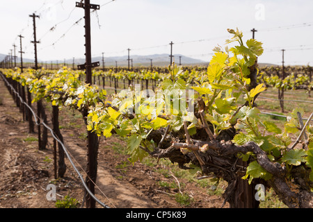 Frühling-Wachstum von kommerziellen Traube Weinberg in Zentral-Kalifornien, USA Stockfoto