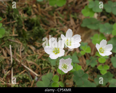 Gemeinsamen Sauerklee / Oxalis Acetosella / Waldsauerklee Stockfoto