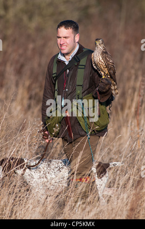 Eine englische Falkner mit einem Habicht saß auf seinem Handschuh und eine Deutsche Wire-haired pointer Hund folgt ihm Stockfoto