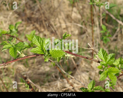 Frische Blätter auf einem Blackberry-Busch im Frühjahr / Frische Blätter eine Einem Brombeerstrauch Im Frühling Stockfoto