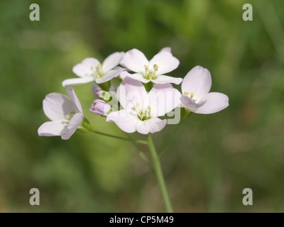 Kuckuck Blume gestülpt Kittel / Cardamine Pratensis / Wiesenschaumkraut Stockfoto