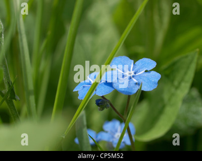 Nahaufnahme von einem Brunnera Macrophylla / Vergiss mein nicht / Nahaufnahme Eines Großblättrigen Kaukasusvergissmeinnicht Stockfoto
