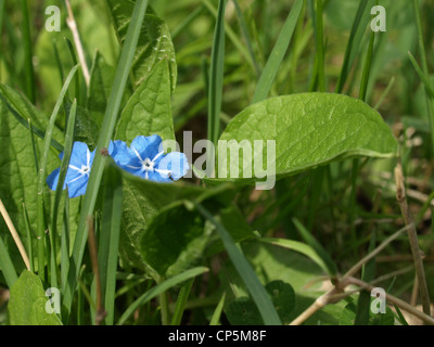Nahaufnahme von einem Brunnera Macrophylla / Vergiss mein nicht / Nahaufnahme Eines Großblättrigen Kaukasusvergissmeinnicht Stockfoto