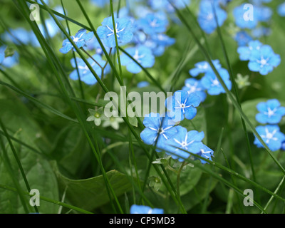 Nahaufnahme von einem Brunnera Macrophylla / Vergiss mein nicht / Nahaufnahme Eines Großblättrigen Kaukasusvergissmeinnicht Stockfoto