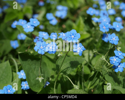 Nahaufnahme von einem Brunnera Macrophylla / Vergiss mein nicht / Nahaufnahme Eines Großblättrigen Kaukasusvergissmeinnicht Stockfoto
