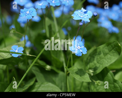 Nahaufnahme von einem Brunnera Macrophylla / Vergiss mein nicht / Nahaufnahme Eines Großblättrigen Kaukasusvergissmeinnicht Stockfoto