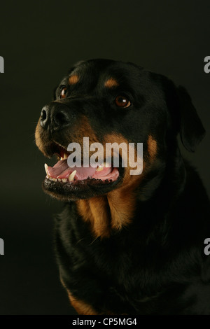 Porträt von einem Rottweiler. Stockfoto